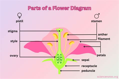female flower organs figgerits|Parts of a Flower and Their Functions (With Diagram).